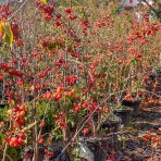 Okrasná jabloň (Malus) ´RED SENTINEL´ - výška 125-150 cm, kont. C15L - VIACKMENNÁ